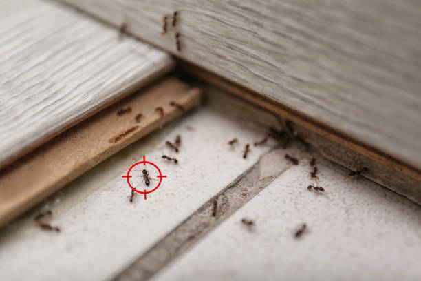 Best Flea Control Services  in Helotes, TX