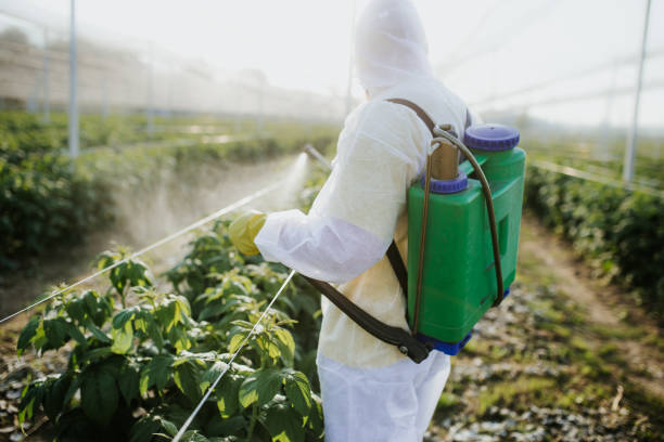 Wasp Removal Services in Helotes, TX